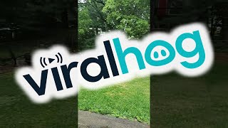 Baby Deer Runs Laps in Backyard || ViralHog