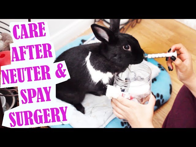 rabbit care after neuter