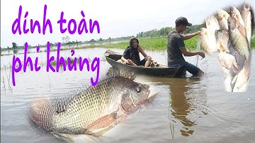 ra sông-trải nghiệm- giăng lưới bắt cá rô phi khủng#2trungvlogs
