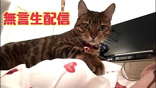 【無言生配信4/20】平日昼の猫部屋