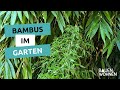Bambus Sichtschutz Für Den Garten I BAUEN WOHNEN