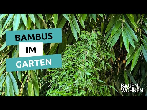 Video: Zone 6 Bambussorten: Auswahl von Bambuspflanzen für Zone 6