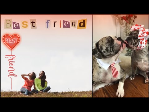 Bulldogs Are Awesome