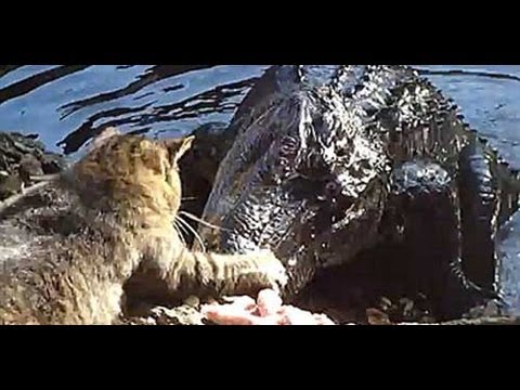 CAT VS CROCODILE o YouTube CAT VS CROCODILE o YouTube