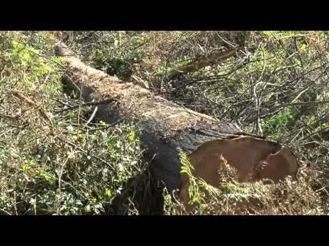 ნაძვების ჭრა ნასაკირალში