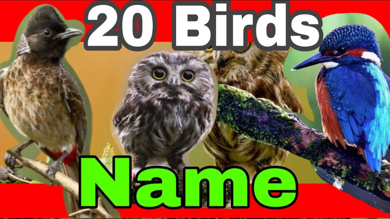 Birds Name 20 Birds Name Learning Videos for Kids