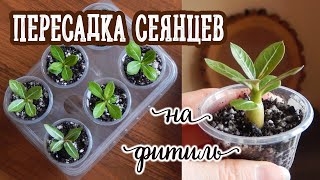 Адениумы из семян 2 посев | Первая пересадка сеянцев на фитиль