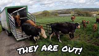 THE COWS ARE FINALLY OUT!