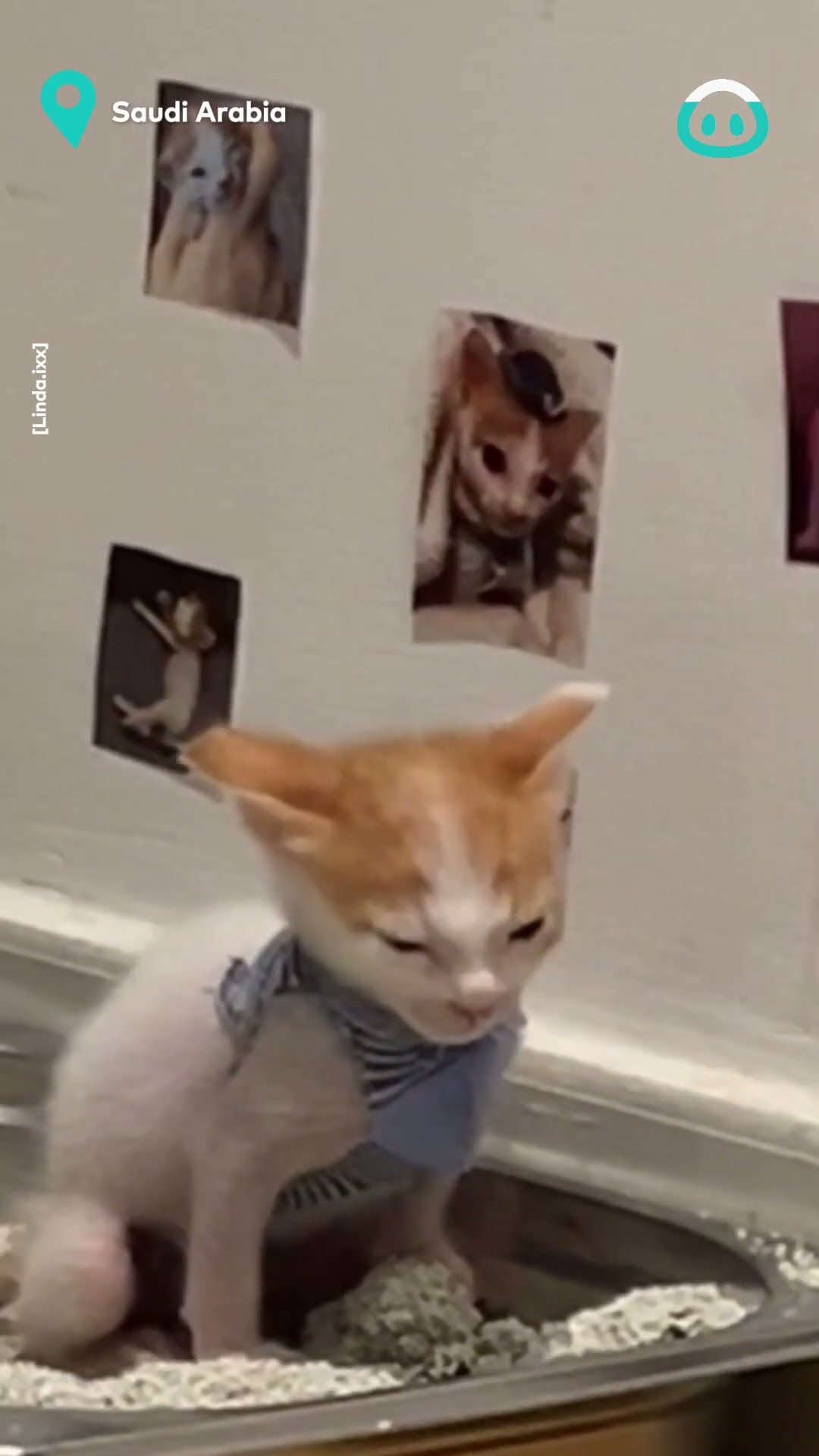 This Kittens Bathroom Decor || ViralHog
