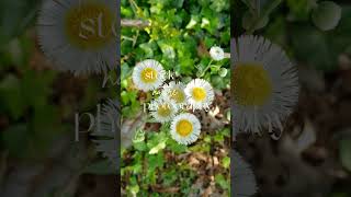 sound of silence sound healing beautiful daisy flowers spring ambience sonidos del naturaleza