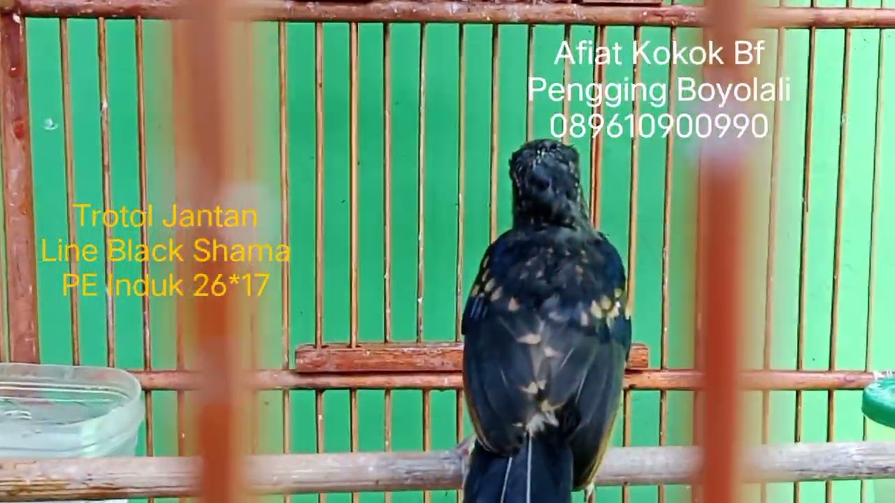 Murai Trotol Jantan calon Blorok Ekstrim Line Black Shama PE Induk 26*17
