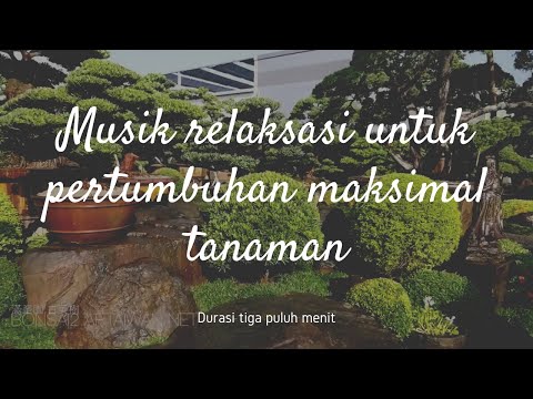 Video: Musik Dan Pertumbuhan Tanaman: Pelajari Pengaruh Musik Terhadap Pertumbuhan Tanaman