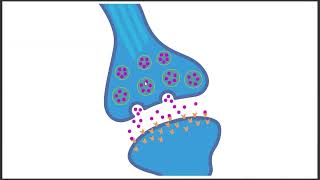 General Psychology Chapter 2: Neuroscience and the Biology of Behavior Profile
