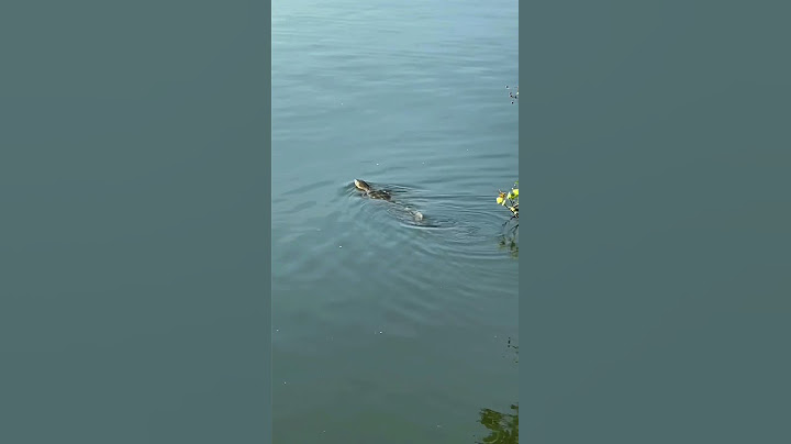 Big monitor lizard in Punggol