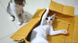 Cats don't need expensive toys! Give them a cardboard box! || Nitin Nutun by Nitin Nutun 152 views 2 years ago 4 minutes, 13 seconds