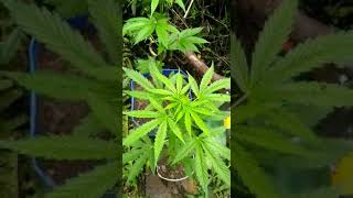 Cannabis medicinal# Evolução das meninas