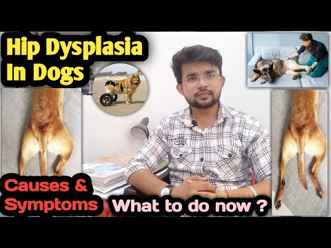 hip dysplasia in dogs || causes & symptoms || how to  treat it ? || dysplasia in dogs || recovery