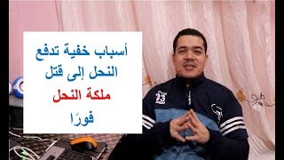 تعرف على الأسباب الخفية التي تدفع النحل لقتل ملكة النحل فورا