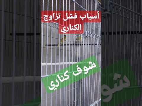 أسباب عدم تزاوج الكناري مشكلة فشل تزاوج طيور الكناري