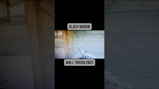 Secret Walltricks On Black Widow Map 2022
