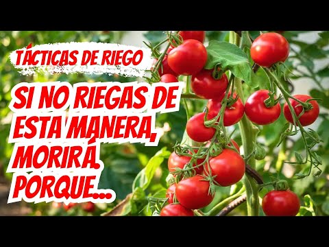 Video: Solanum Məlumatı - Bağdakı Solanum Bitkilərinin Növləri