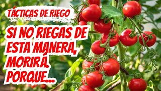 Domina el cuidado de los tomates: Enraizamiento efectivo y estrategias de riego #tomates riego