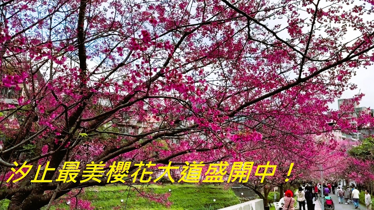 2026 汐止最美櫻花大道盛開中！康誥坑溪白天粉爆、夜晚更夢幻#汐止櫻花#康誥坑溪#櫻花季#夜櫻#台灣櫻花#賞櫻景點#新北景點#櫻花大道#台灣旅遊#打卡景點#cherryblossom#台北近郊#賞花