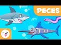 Los peces para niños - Animales vertebrados - Ciencias naturales para niños