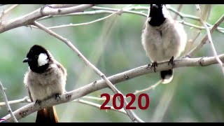 Golo #birds /  Paradise Birds screenshot 4