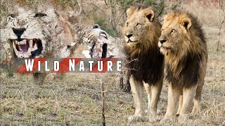 Male Lion Coalitions | WILD NATURE