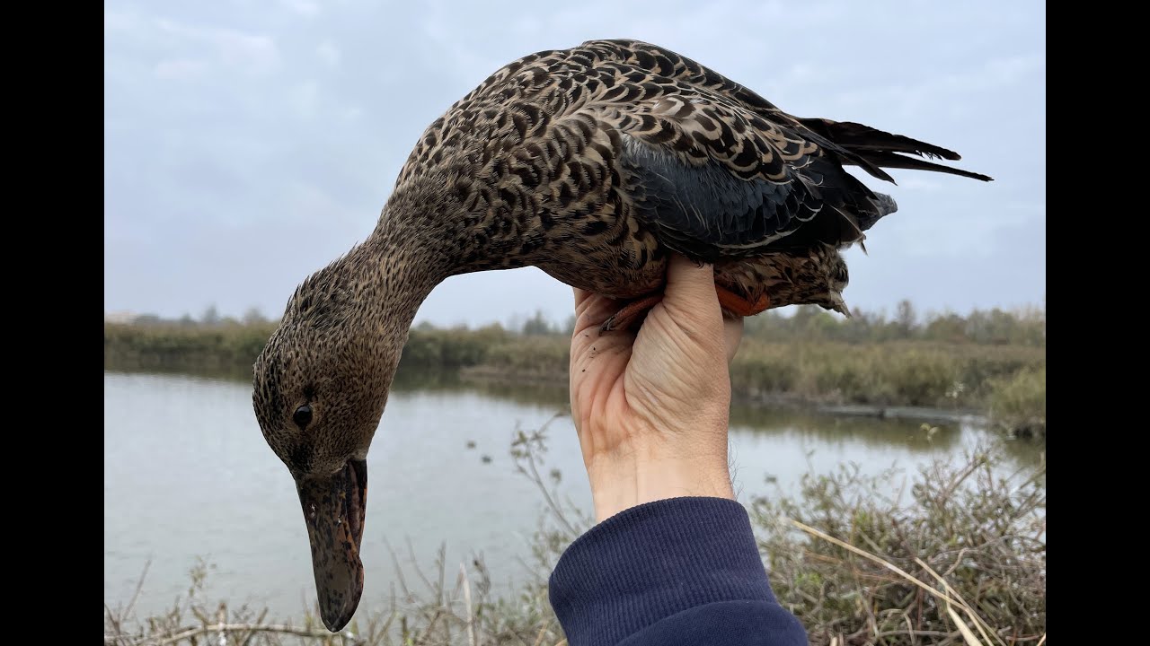 Caccia anatre in valle - waterfowl hunting 