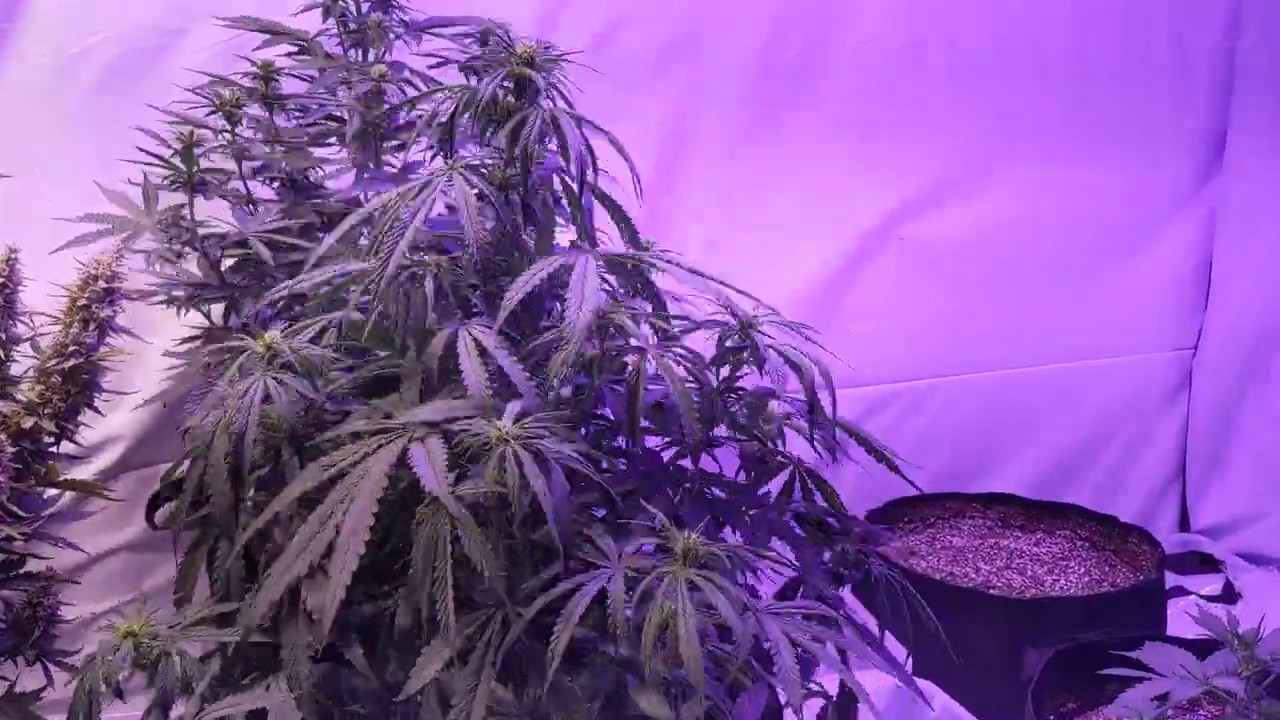 Auto Seeds Chemdog Auto - Day 32