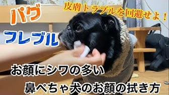 鼻ぺちゃ犬 Youtube