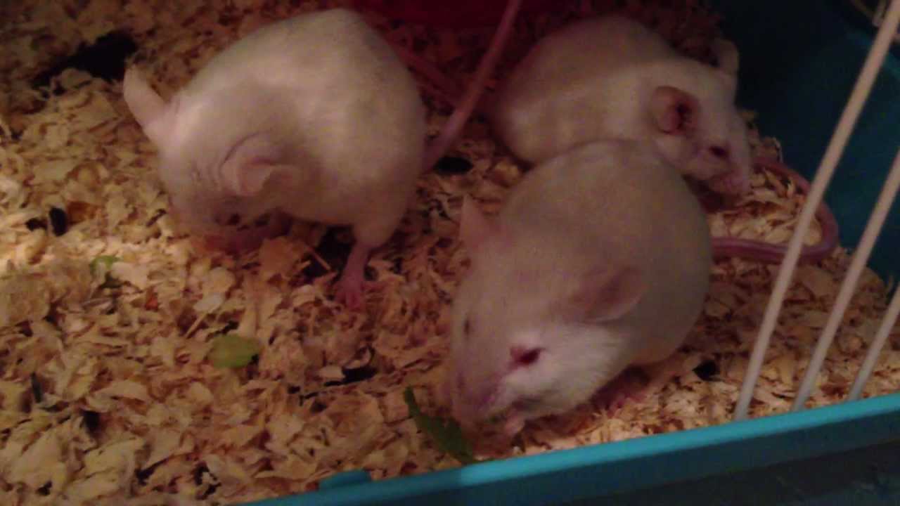 petco hours 3小白食菜 Three Feeder Mice eat their Veg