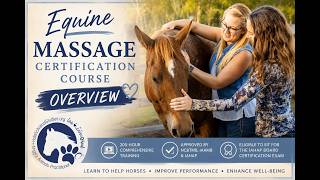 Equine Massage Certification Course Overview Start Your Career Helping Horses