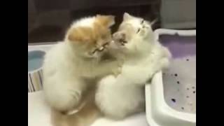 Кошачий массаж.Котята / Pussycat. Funny videos Кошачий массаж.Котята / Pussycat. Funny videos