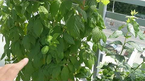 Growing a Heritage Red Raspberry in a Container (Part 4) The flowers are blooming!!