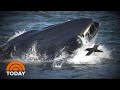 Diver Recounts Almost Being ‘Swallowed’ Alive By Massive Whale | TODAY