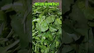 비오는날 열무김치 담그기