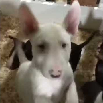 Miniature Bull Terrier Puppies For Sale - Youtube