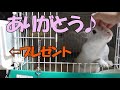 GEXのラビんぐ　エアグルームを設置♪