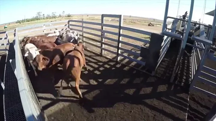 Bud Box for Brahman Cattle