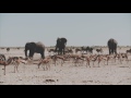 Martin Garrix &amp; Third Party   Lions In The Wild Official Video