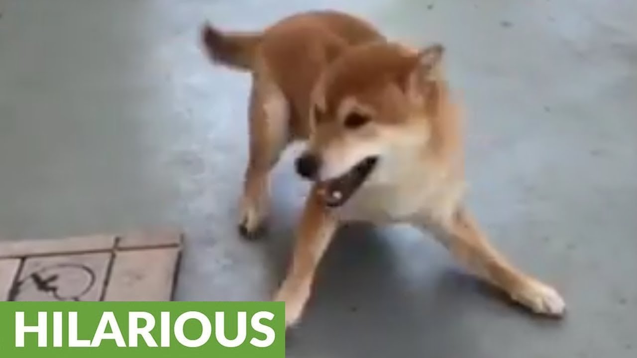 Shiba Inu does happy dance after 