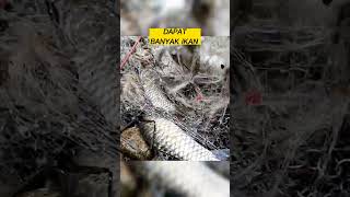 DAPAT IKAN DEWA BESAR