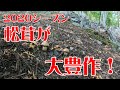 【松茸】2020年は大豊作です！