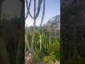 🌵 succulent garden 🪴 of champions! Serious garden goals right here 🌴🎉🔑👍🏻