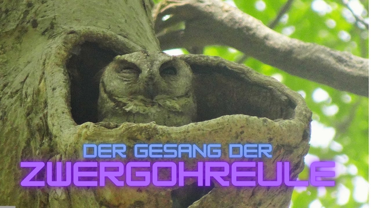 Tief entspannen: Zwergohreule singt ihren Gesang