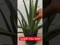 العناية بنبات الالوفيرا 