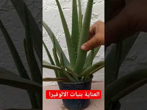 العناية بنبات الالوفيرا